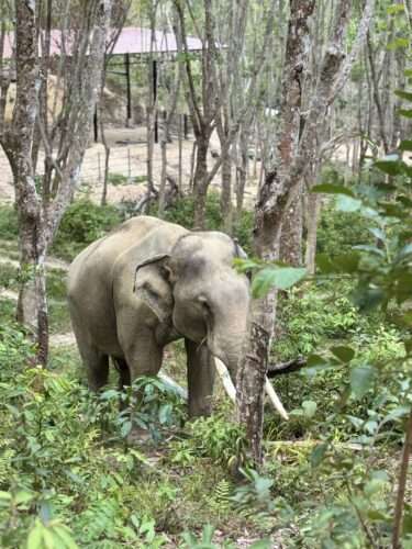 Following the Giants